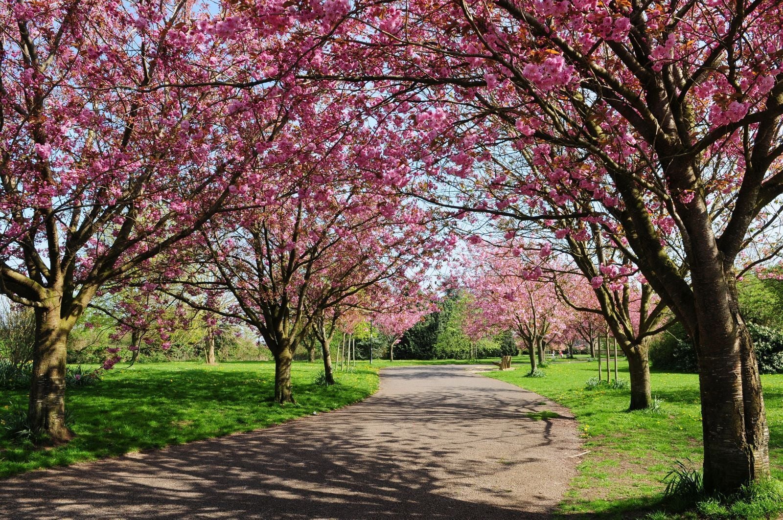 Cherry Blossom Trees in London
