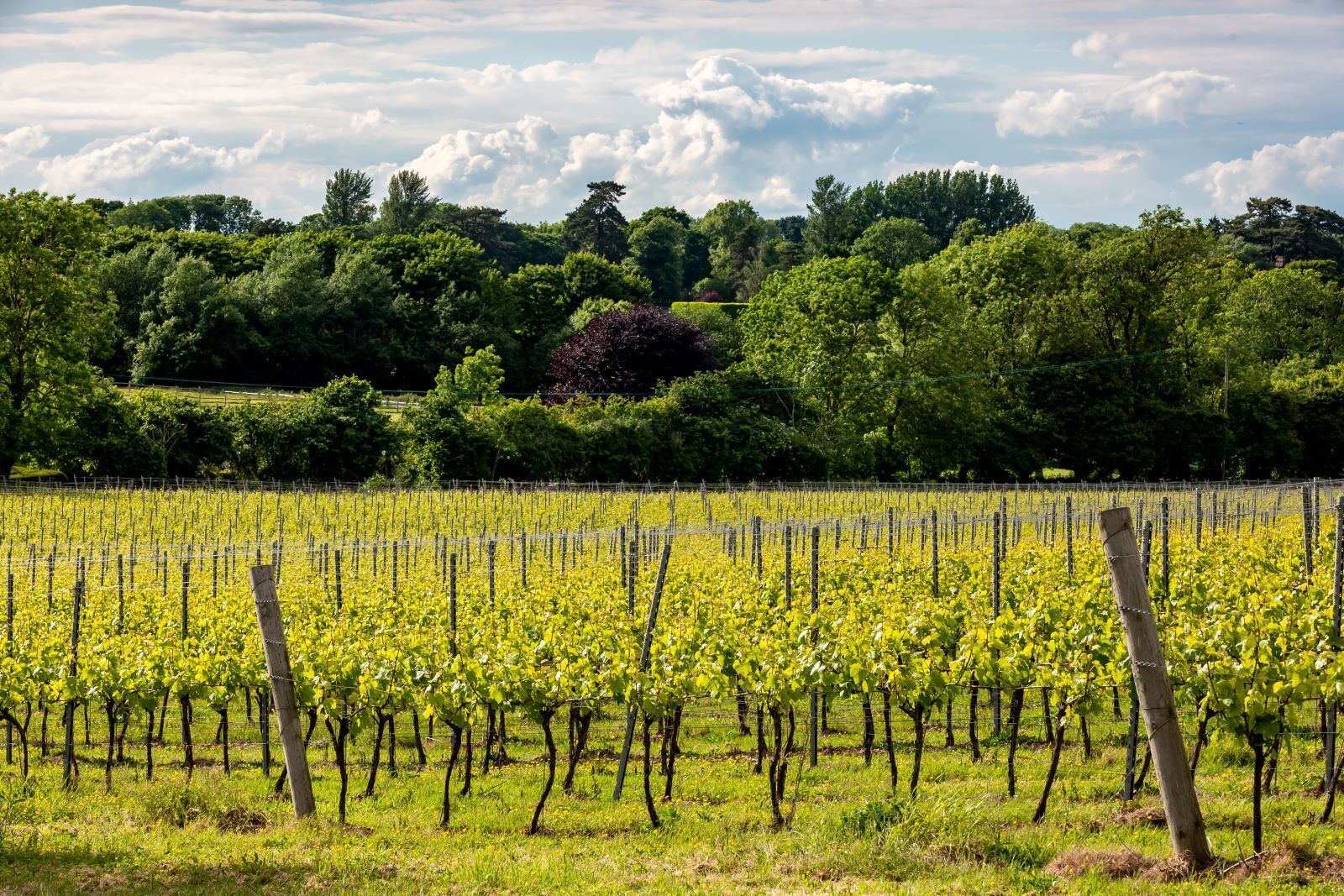UK’s Best Vineyards