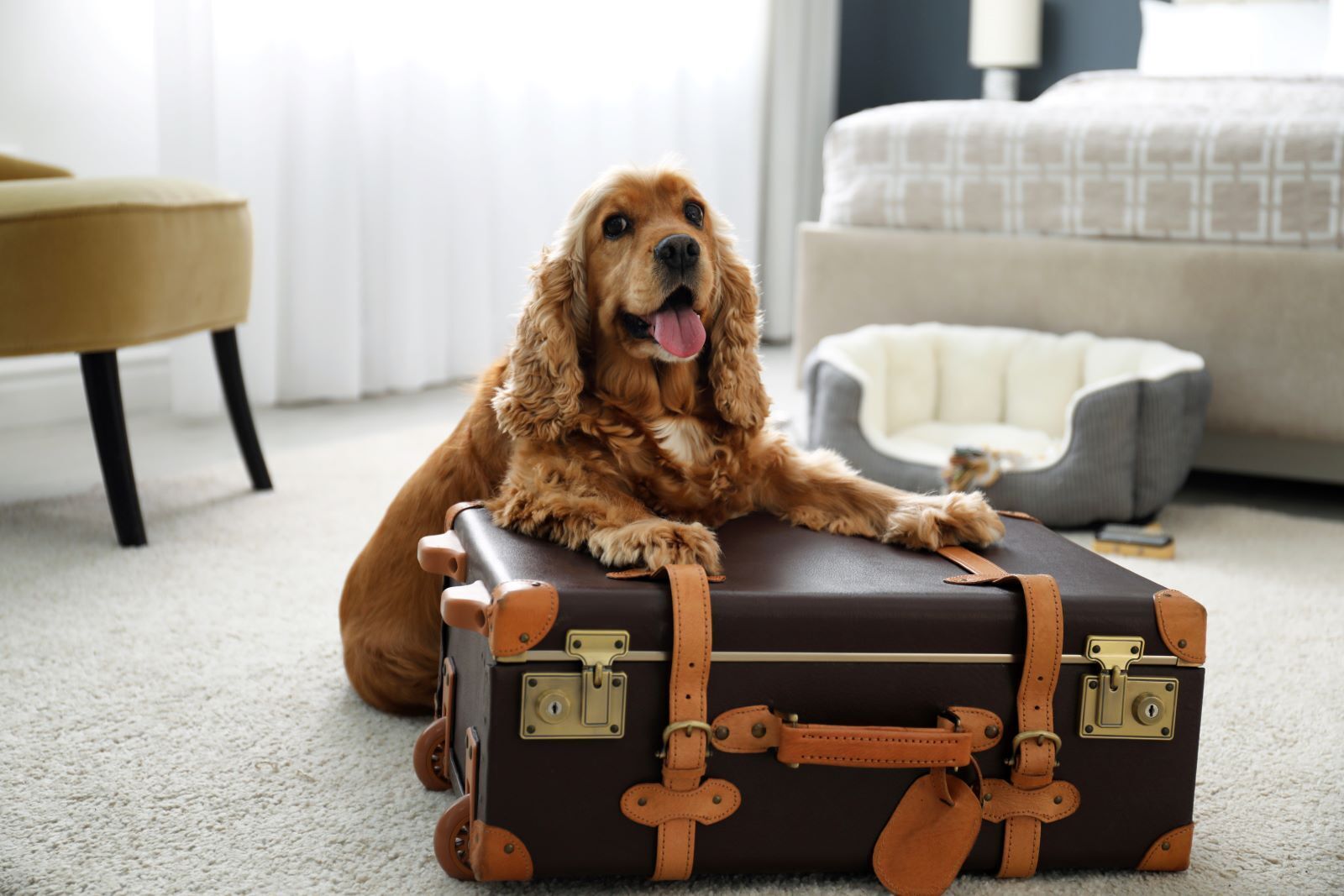 best dog friendly hotels uk (2)