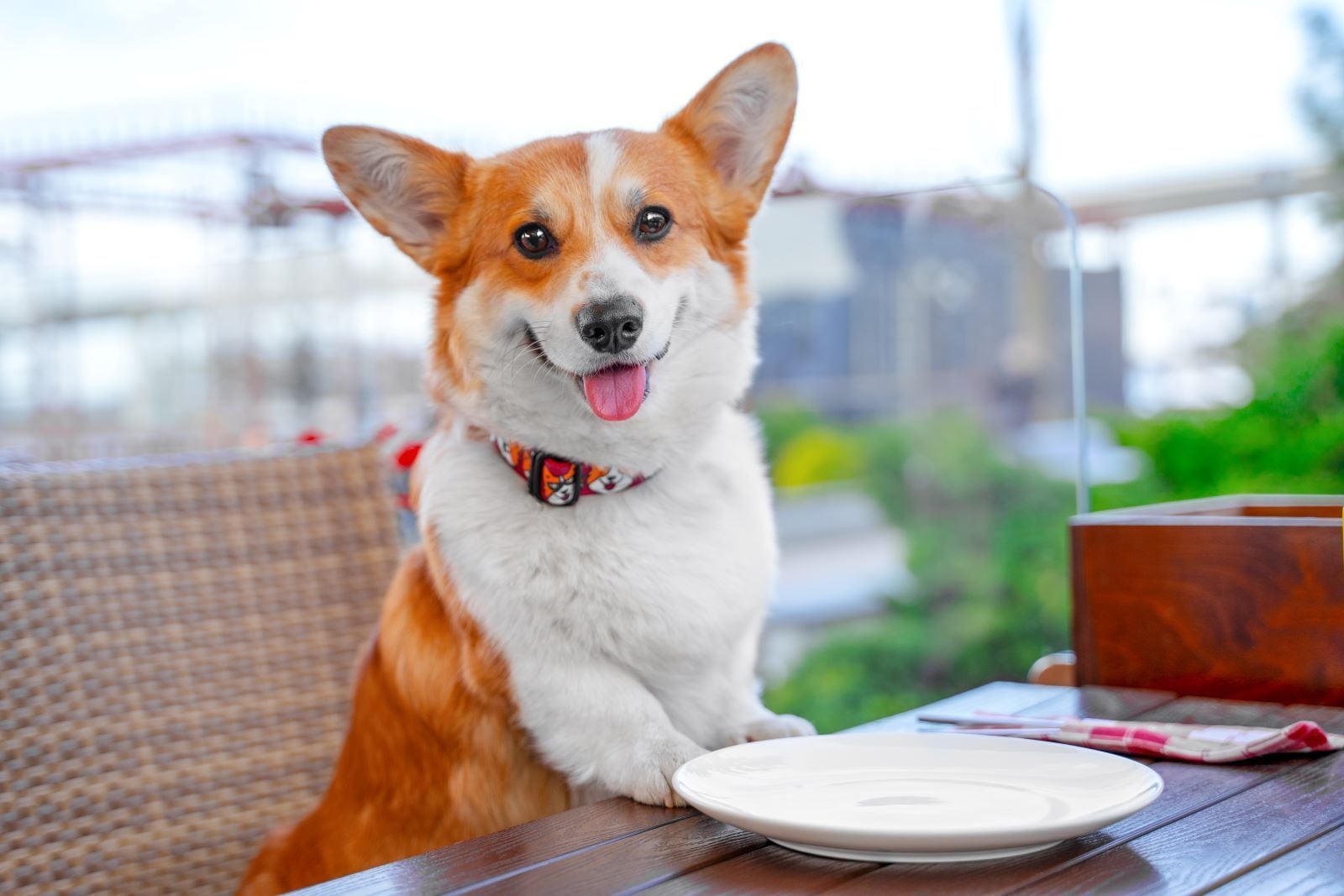dog friendly breakfast london