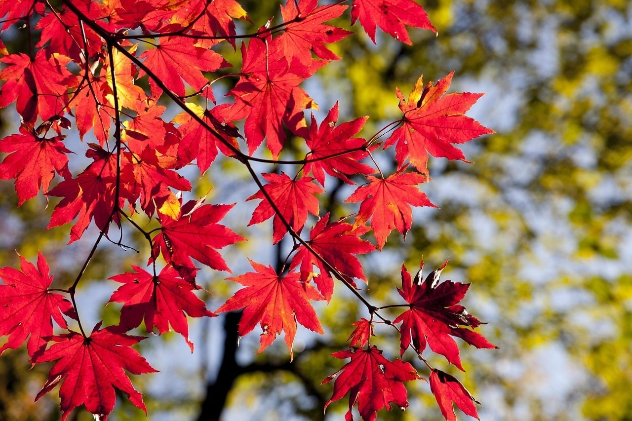 maple-leaves-2789234_1280