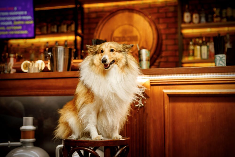 dog friendly pubs london