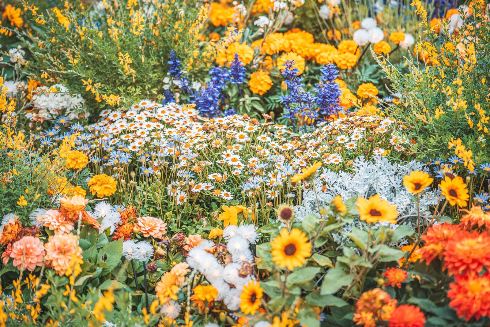 harrogate spring flower show