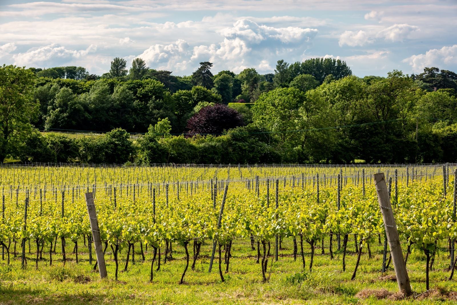 vineyard stays uk